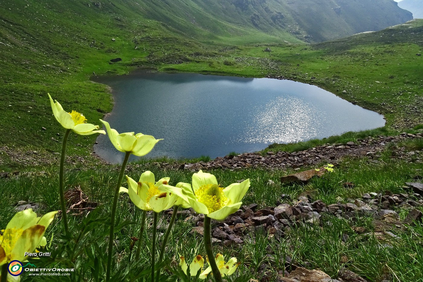 25 Pulsatilla alpina 'sulphurea'.JPG -                                